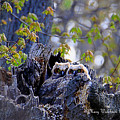 Great Horned Owlets Photograph by Mary Walchuck Great Horned Owlets Photograph by Mary Walchuck