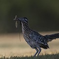 Greater roadrunner with combo meal Photograph by Puttaswamy Ravishankar Greater roadrunner with combo meal Photograph by Puttaswamy Ravishankar