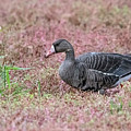 Greater White-fronted Goose 2795-092023-2 Photograph by Tam Ryan Greater White-fronted Goose 2795-092023-2 Photograph by Tam Ryan