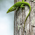 Green Anole by Bill Cubitt