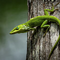 Green Anole Lizard by Bill Cubitt