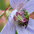 Green bee Photograph by Tatiana Travelways Green bee Photograph by Tatiana Travelways