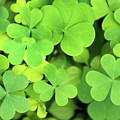 Green Clover Abstract Photograph by Christina Rollo Green Clover Abstract Photograph by Christina Rollo