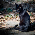Green Eyes Photograph by DArcy Evans Green Eyes Photograph by DArcy Evans
