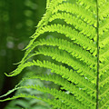 Green fern and summer dream in the forest Photograph by Adriana Mueller Green fern and summer dream in the forest Photograph by Adriana Mueller