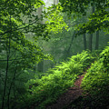 Green Forest Photograph by Evgeni Dinev Green Forest Photograph by Evgeni Dinev