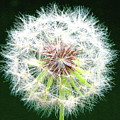 Green Geometry Photograph by Larry Beat Green Geometry Photograph by Larry Beat