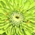 Green Photograph by Lens Art Photography By Larry Trager Green Photograph by Lens Art Photography By Larry Trager