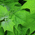 Green maple leaves Photograph by Bernhard Schaffer Green maple leaves Photograph by Bernhard Schaffer