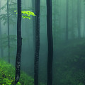 Green Mist Photograph by Evgeni Dinev Green Mist Photograph by Evgeni Dinev