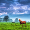 Green Morn Photograph by Evgeni Dinev Green Morn Photograph by Evgeni Dinev