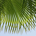 Green palm leaf and blue sky on the beach Photograph by Adriana Mueller Green palm leaf and blue sky on the beach Photograph by Adriana Mueller