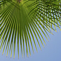 Green palm leaf and blue sky, summer season Photograph by Adriana Mueller Green palm leaf and blue sky, summer season Photograph by Adriana Mueller