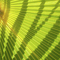 Green palm leaf and shadows 1 Photograph by Adriana Mueller Green palm leaf and shadows 1 Photograph by Adriana Mueller