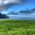 Green Reed Sea Digital Art by Chriss Pagani Green Reed Sea Digital Art by Chriss Pagani