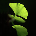 Green Sagacity Photograph by Philippe Sainte-Laudy Green Sagacity Photograph by Philippe Sainte-Laudy