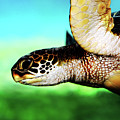 Green Sea Turtle Photograph by Marilyn Hunt Green Sea Turtle Photograph by Marilyn Hunt