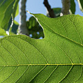 Green veins of a fresh fig leaf in the sunlight Photograph by Adriana Mueller Green veins of a fresh fig leaf in the sunlight Photograph by Adriana Mueller