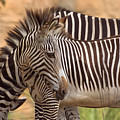 Grevy's zebra by Zina Stromberg