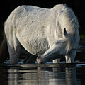 Grey Beauty Photograph by Shannon Hastings Grey Beauty Photograph by Shannon Hastings