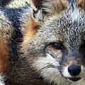 Grey Fox closeup by Robert Sharpe
