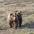 Grizzly 399 and her cub Spirit by Jean Clark