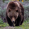 Grizzly 399 Photograph by Rudy Viereckl