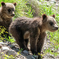 Grizzly Bear Cubs Photograph by Wesley Aston Grizzly Bear Cubs Photograph by Wesley Aston