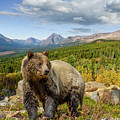 Grizzly Bear in Glacier National Park Photograph by Jeff Goulden Grizzly Bear in Glacier National Park Photograph by Jeff Goulden