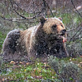 Grizzly Catching Snowflakes Photograph by Michael Ash Grizzly Catching Snowflakes Photograph by Michael Ash