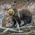 Grizzly Crossing Photograph by Kenneth Everett Grizzly Crossing Photograph by Kenneth Everett