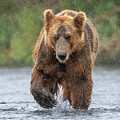 Grizzly in the Rain Photograph by Randy Robbins Grizzly in the Rain Photograph by Randy Robbins