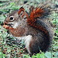 Ground Squirrel Digital Art by Pennie McCracken - Endless Skys Ground Squirrel Digital Art by Pennie McCracken - Endless Skys