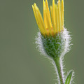 Groundsel Flower Photograph by Karen Rispin Groundsel Flower Photograph by Karen Rispin