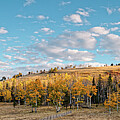 Grove of Fall Foliage Aspens on a Hill La Veta Pass Huerfano County Southern Colorado by Silvio Ligutti