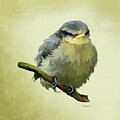 Grumpy Blue tit Fledgeling by Bamalam Art