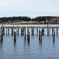 Gulp of Cormorants over Guemes Channel by Tom Cochran