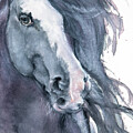 Gypsy Vanner by Jani Freimann