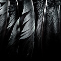Halloween background with black raven feathers on dark grunge ba Photograph by Jelena Jovanovic