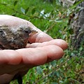 Hand Holding Baby Sparrow Photograph by Marco Sales Photography Hand Holding Baby Sparrow Photograph by Marco Sales Photography