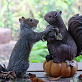Hand Over a Nut Please Photograph by Trina Ansel Hand Over a Nut Please Photograph by Trina Ansel