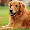 Handsome Golden Photograph by Lens Art Photography By Larry Trager Handsome Golden Photograph by Lens Art Photography By Larry Trager