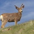 Handsome Mule Deer by Steven Krull
