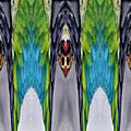 Hanging Bats Digital Art by Ronald Mills Hanging Bats Digital Art by Ronald Mills