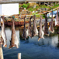 Hanging fish to dry in Salvage Newfoundland Photograph by Tatiana Travelways Hanging fish to dry in Salvage Newfoundland Photograph by Tatiana Travelways