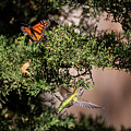 Hanging out 38 by Craig Corwin