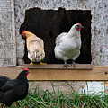 On the Stoop of the Coop Photograph by Bonny Puckett On the Stoop of the Coop Photograph by Bonny Puckett