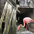 Hanging out in the Barn by Jacqueline Shuler