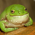 Happy frog 663 Digital Art by Kevin Chippindall Happy frog 663 Digital Art by Kevin Chippindall