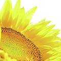 Happy In The Sun by Lens Art Photography By Larry Trager